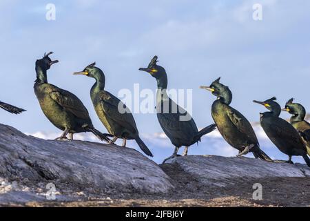 Norwegen, Varanger-Fjord, Vardø oder Vardo, Insel Hornøya, geschützte Insel mit großen Seevögeln, europäischem Shag oder gewöhnlicher Shag (Phalacrocorax aristotelis) Stockfoto