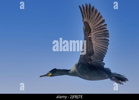 Norwegen, Varanger Fjord, Vardø oder Vardo, Insel Hornøya, geschützte Insel mit großen Seevögeln, europäischem Shag oder gewöhnlicher Shag (Phalacrocorax aristotelis), im Flug Stockfoto