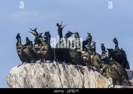 Norwegen, Varanger-Fjord, Vardø oder Vardo, Insel Hornøya, geschützte Insel mit großen Seevögeln, europäischem Shag oder gewöhnlicher Shag (Phalacrocorax aristotelis) Stockfoto