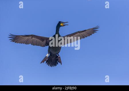 Norwegen, Varanger Fjord, Vardø oder Vardo, Insel Hornøya, geschützte Insel mit großen Seevögeln, europäischem Shag oder gewöhnlicher Shag (Phalacrocorax aristotelis), im Flug Stockfoto
