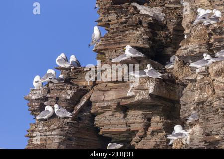 Norwegen, Varanger Fjord, Vadso, Ekkeroy Schutzgebiet mit wichtigen Seevögeln Kolonien einschließlich einer großen Brutkolonie von schwarzbeinigen Kittiwakes oder schwarzbeinigen Kittiwakes (Rissa tridactyla) auf einer Klippe, Stockfoto