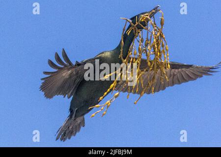 Norwegen, Varanger-Fjord, Vardø oder Vardo, Insel Hornøya, geschützte Insel mit großen Seevögeln-Kolonien, europäischem Shag oder gewöhnlichem Shag (Phalacrocorax aristotelis), im Flug mit Material für den Nestbau (Seewedeln) Stockfoto