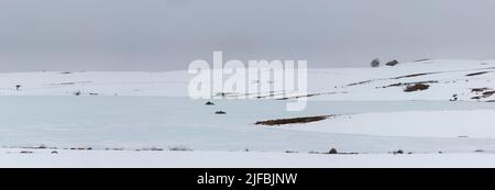 Frankreich, Aveyron, Landschaft des regionalen Naturparks Aubrac, Lac des Moines Stockfoto