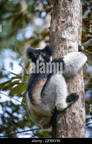 Madagaskar, Nationalpark Andasibe-Mantadia, Indri Indri lemur Stockfoto