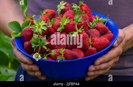 Der Landwirt hält eine Schale frisch gepflückter Erdbeeren in der Hand. Selektiver Fokus Stockfoto