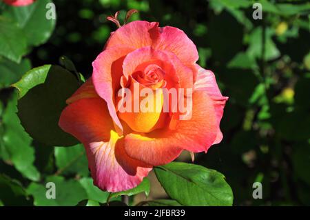 Nahaufnahme der schönen rosa und orange Rose beginnen zu blühen Stockfoto