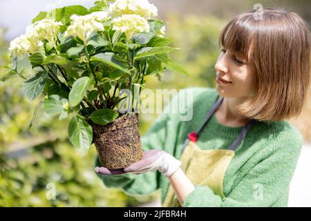 Frau, die Hortensienpflanze mit Wurzeln und Boden hält und sie neu pflanzt Stockfoto