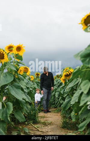 Ein Vater hält die Hand seines dreijährigen Sohnes, während er im Sommer auf einem Sonnenblumenfeld spazieren geht Stockfoto