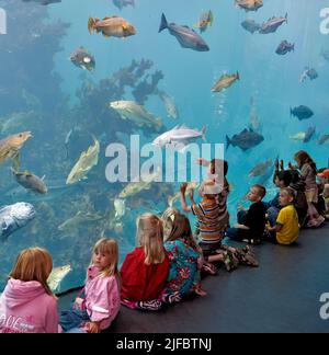 Menschen beobachten das riesige Kaltwasser-Meerwasseraquarium am Atlanterhavsparken in Aalesund im Nordwesten Norwegens Stockfoto