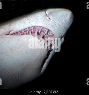 Sandtiger Shark, Karcharias stier. Stockfoto