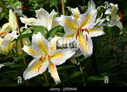 lys jaune et Blanc Auratum Gold Band (jardin du ruisseau de l'église 2022) Stockfoto