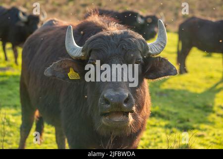 Asiatischer Wasserbüffel (Bubalus bubalis), Teifi Marshes, Welsh Wildlife Centre, Cilgerran, Pembrokeshire, Wales, Großbritannien Stockfoto