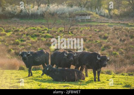 Asiatischer Wasserbüffel (Bubalus bubalis), Teifi Marshes, Welsh Wildlife Centre, Cilgerran, Pembrokeshire, Wales, Großbritannien Stockfoto