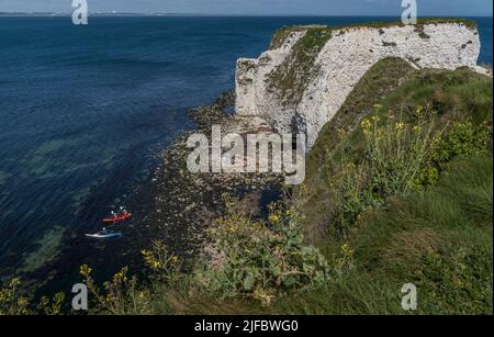 Menschen in zwei Kajaks, die vom felsigen Strand unterhalb der Old Harry Rocks abfahren; Blick auf die Klippen mit Blumen im Vordergrund und Bournemouth im Untergrund. Stockfoto