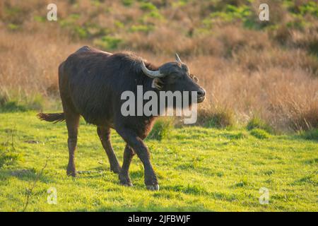 Asiatischer Wasserbüffel (Bubalus bubalis), Teifi Marshes, Welsh Wildlife Centre, Cilgerran, Pembrokeshire, Wales, Großbritannien Stockfoto