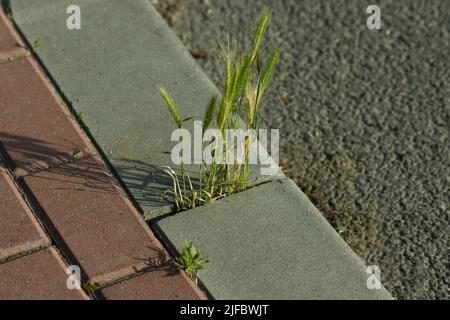 Kornausbreitung über eine asphaltierte Fläche. Stockfoto