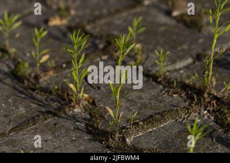 Kornausbreitung über eine asphaltierte Fläche. Stockfoto