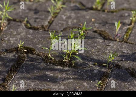 Kornausbreitung über eine asphaltierte Fläche. Stockfoto