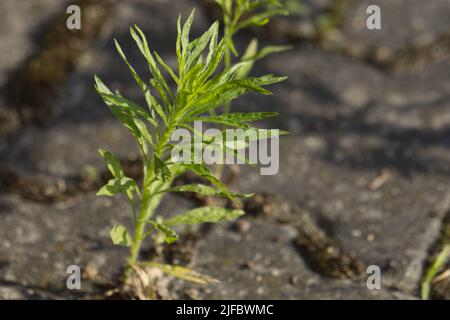 Kornausbreitung über eine asphaltierte Fläche. Stockfoto