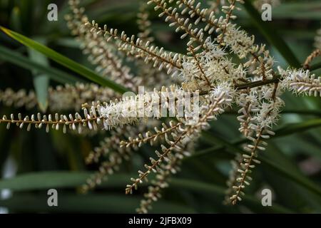 Blühende Cordyline australis, allgemein bekannt als Kohlbaum oder Kohlpalme. Weißer Blütenstand mit Knospen der Cordyline australis-Palme, Nahaufnahme. Spa Stockfoto