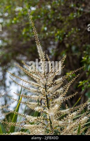 Blühende Cordyline australis, allgemein bekannt als Kohlbaum oder Kohlpalme. Weiße Blüten mit Knospen der Cordyline australis Palme, Nahaufnahme. Platz für Stockfoto