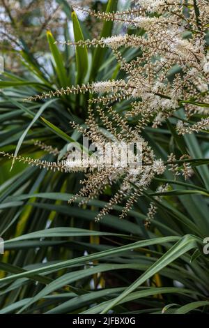 Blühende Cordyline australis, allgemein bekannt als Kohlbaum oder Kohlpalme. Weiße Blüten mit Knospen der Cordyline australis Palme, Nahaufnahme. Platz für Stockfoto