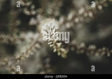 Blühende Cordyline australis, allgemein bekannt als Kohlbaum oder Kohlpalme. Weiße Knospen der Cordyline australis-Palme, Nahaufnahme. Platz für Text Stockfoto