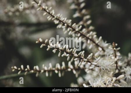 Blühende Cordyline australis, allgemein bekannt als Kohlbaum oder Kohlpalme. Weiße Knospen der Cordyline australis-Palme, Nahaufnahme. Platz für Text Stockfoto