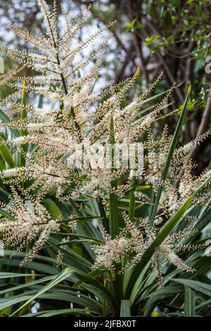 Blühende Cordyline australis, allgemein bekannt als Kohlbaum oder Kohlpalme. Weiße Blüten mit Knospen der Cordyline australis Palme, Nahaufnahme. Platz für Stockfoto