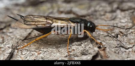 Stähleblaue Holzwespe, Sirex juvencus auf Tannenrinde, kann dieses Insekt ein Schädling auf Nadelholz sein Stockfoto