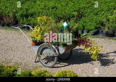 Warenkorb voller junger Gartenpflanzen in Kunststofftöpfen, Sträucher-Setzlinge, Blumenkeimlinge im Gartenladen oder in der Pflanzenküche. Stockfoto