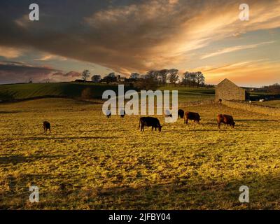 Goldene Felder mit Bäumen, Bauernhöfe und Kühe, die bei Sonnenuntergang weiden, ländliche Landschaft Stockfoto