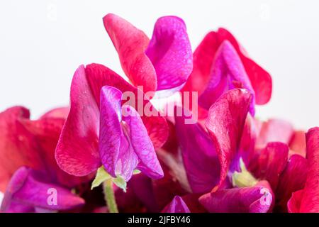 Violette und tiefrote Blüten von Cupani-süßen Erbsen vor weißem Hintergrund. Stockfoto