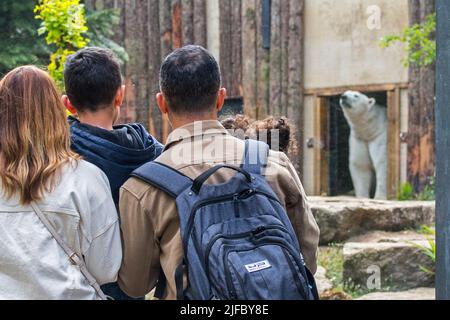 Besucher, die durch die Glasscheibe auf den Eisbären (Ursus maritimus) blicken, der aus dem Innengehege des Amneville Zoos in Frankreich auftaucht Stockfoto