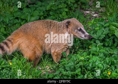 Südamerikanische Koati/Ringtailcoati (Nasua nasua / Viverra nasua), die in tropischen und subtropischen Teilen Südamerikas beheimatet sind Stockfoto