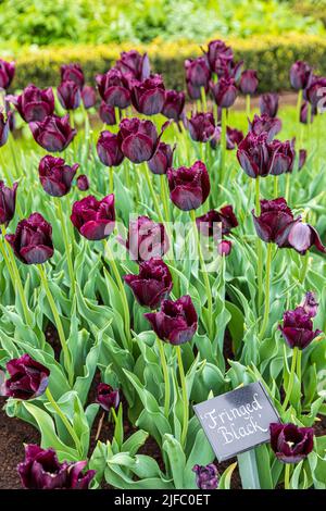 Umsäumte schwarze Tulpen in einem öffentlichen Parkgarten in Stockholm, Schweden Stockfoto