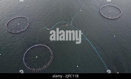 Luftaufnahme einer Atlantischen Lachsfischfarm vor der Küste von Argyll & Bute, Schottland, Großbritannien Stockfoto