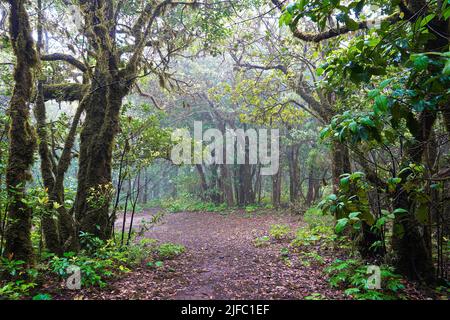 Wandern durch den Wald auf Teneriffa, Spanien, Europa Stockfoto