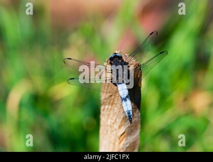 Eine Libelle, die in der Natur auf einem Holzpfahl sitzt Stockfoto