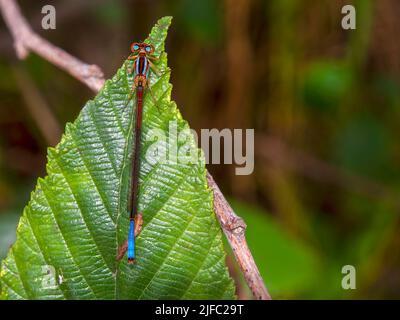 Makrofotografie einer weiblichen Blauschwanzdamselfly, die auf einem Erlenblatt sitzt, aufgenommen in einem Wald in der Nähe der Stadt Arcabuco im Zentrum Kolumbiens. Stockfoto