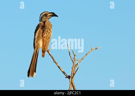 Ein afrikanischer grauer Hornbill (Lophoceros nasutus), der auf einem Zweig im Etosha National Park, Namibia, thront Stockfoto