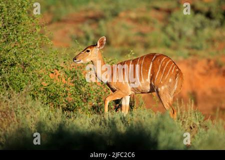 Weiblicher Nyala-Antilope (Tragelaphus Angasii) im natürlichen Lebensraum, Mokala National Park, Südafrika Stockfoto