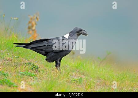 Eine Weiß-necked Rabe (Corvus albicollis) sitzen auf grünem Gras, Südafrika Stockfoto