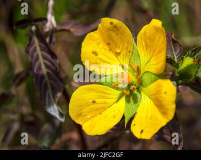 Makrofotografie einer gelben Primrose-Weidenblume mit einigen Regentropfen auf ihr, aufgenommen auf einem Feld in der Nähe der Stadt Arcabuco im Zentrum Kolumbiens. Stockfoto