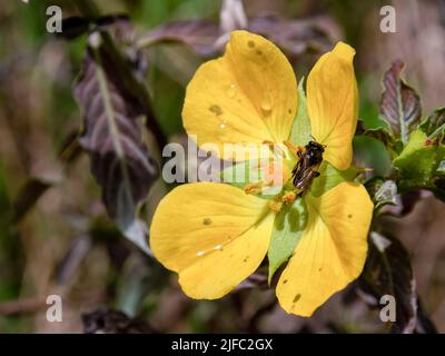 Makrofotografie einer gelben Primrose-Weidenblume mit einigen Regentropfen und einer Biene auf ihr, aufgenommen auf einem Feld in der Nähe der Stadt Arcabuco im Zentrum von Col Stockfoto