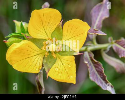 Makrofotografie einer gelben Primrose-Weidenblume mit einigen Regentropfen auf ihr, aufgenommen auf einem Feld in der Nähe der Stadt Arcabuco im Zentrum Kolumbiens. Stockfoto