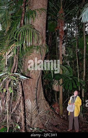 Großer Mahagoni-Baum im Regenwald von Daintree, Nord-Queensland, Auystralia. Stockfoto