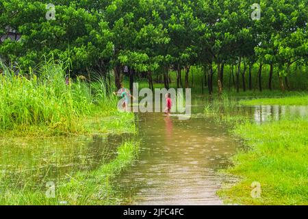 Das Hochwasser wird das Inselgebiet des Zajira-Flussufers beeinträchtigen. Dieses Bild wurde am 2022-06-18 aus Zajira, Bangladesch, Südasien, aufgenommen Stockfoto