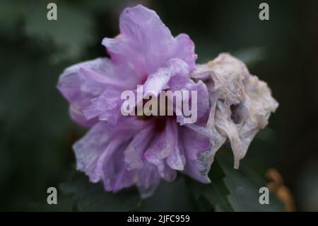 Eine Nahaufnahme von Hibiscus syriacus Ardens auf einem unscharfen Hintergrund Stockfoto