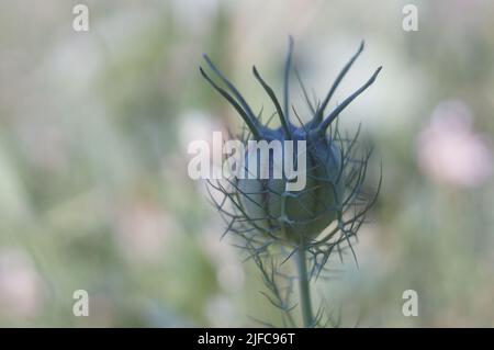 Eine Nahaufnahme von A Love in A Mist Knospe auf einem unscharfen Hintergrund Stockfoto